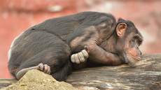 Schimpanse (10).jpg